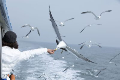 Image of a seagull in flight illustrating "living in the present".